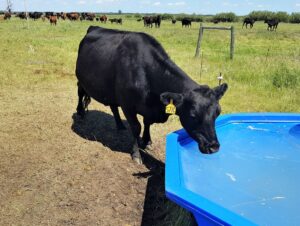 Grassland Stewardship Program Offers New Opportunities for Cattle Producers
